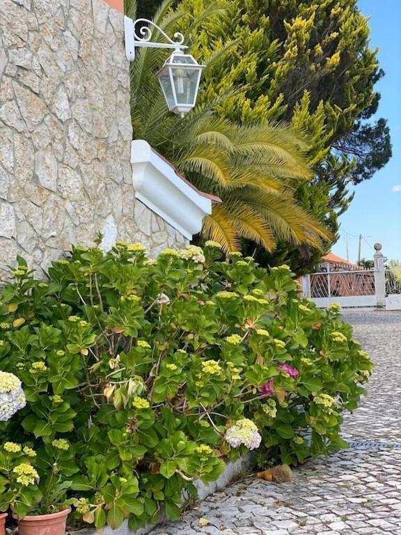 São João da RibeiraQuinta Do Alto Dos Pinheiros别墅 外观 照片